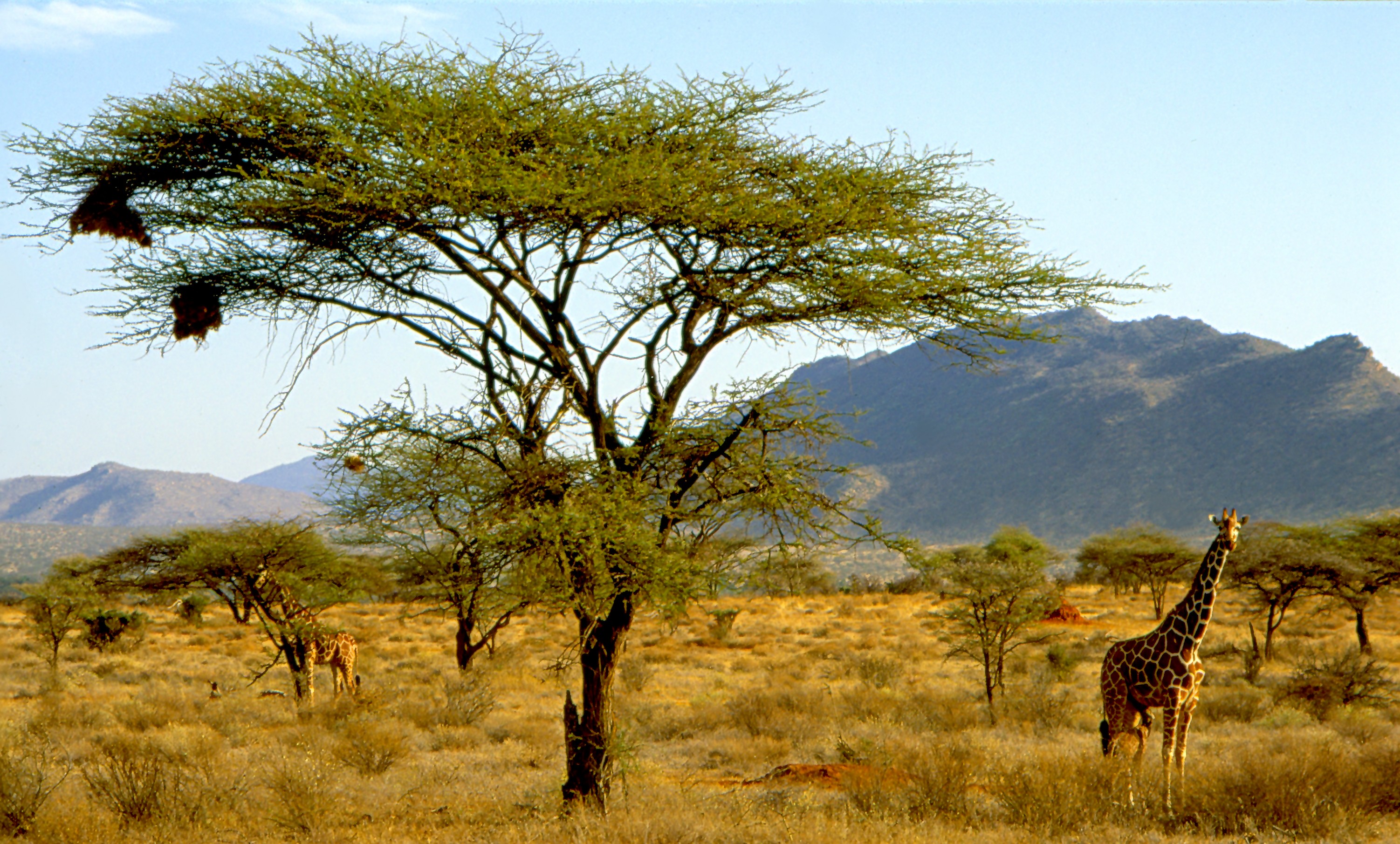 3 days Samburu National Reserve flying Safari