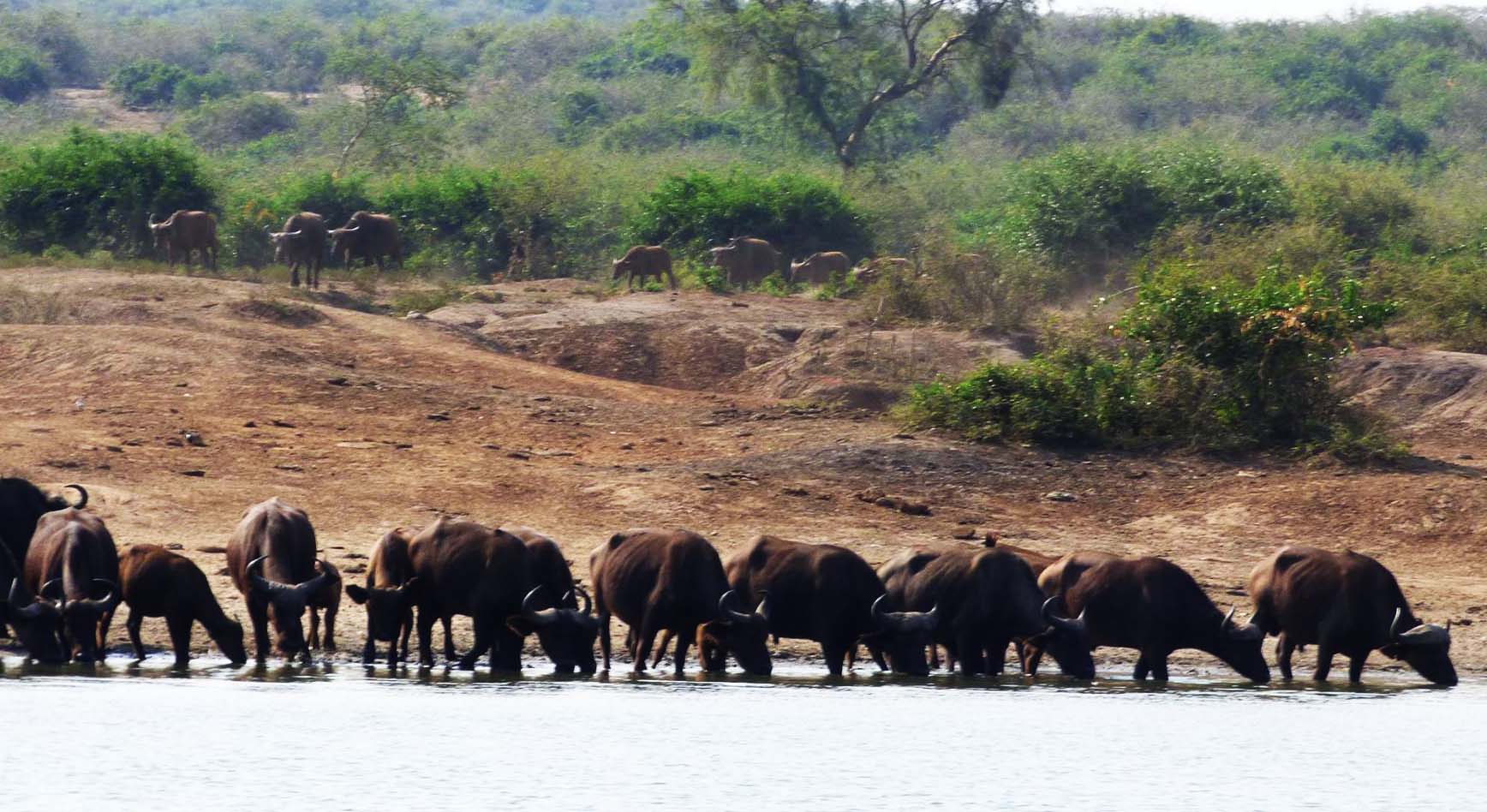 5 Days Uganda wildlife Safari, Bwindi, Lake Bunyonyi, Lake Mburo