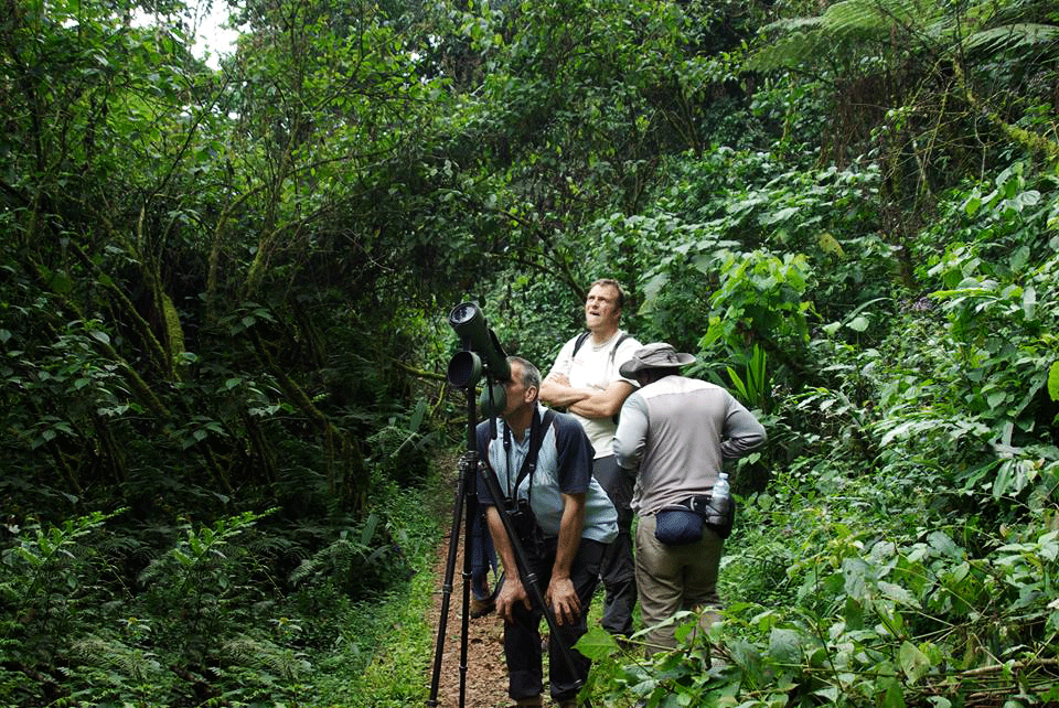Birding Bwindi Impenetrable forest, Birding Safari