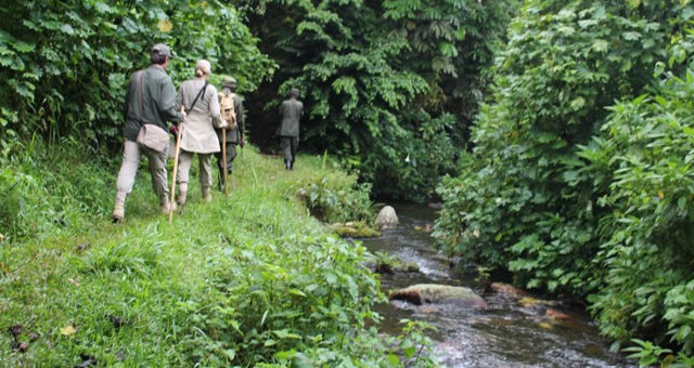 Bwindi Nature Walks Starting from Nkuringo/ Buhoma