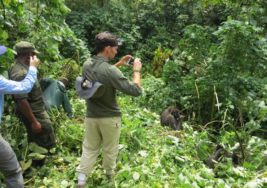 Mountain Gorilla Tracking Mgahinga National Park