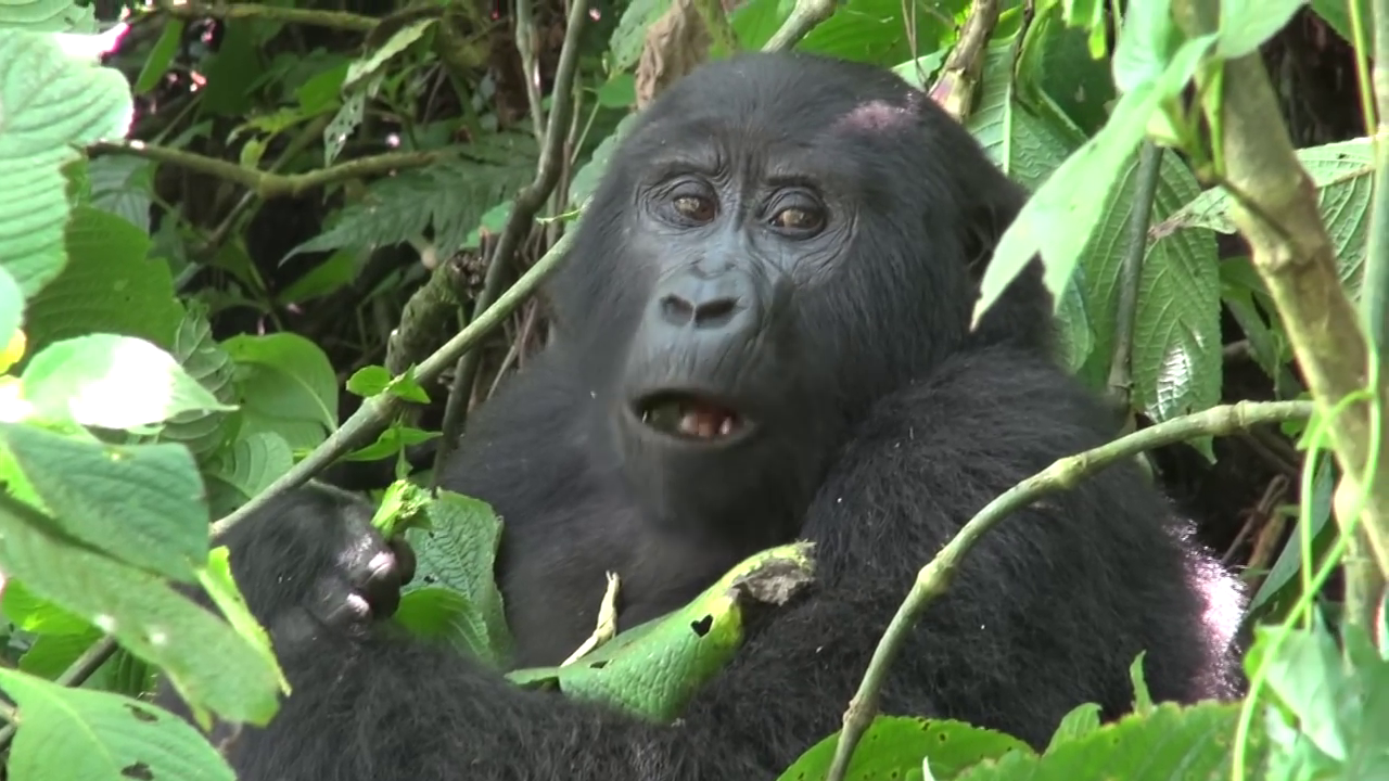Mountain Gorillas, Families of Gorillas in Uganda