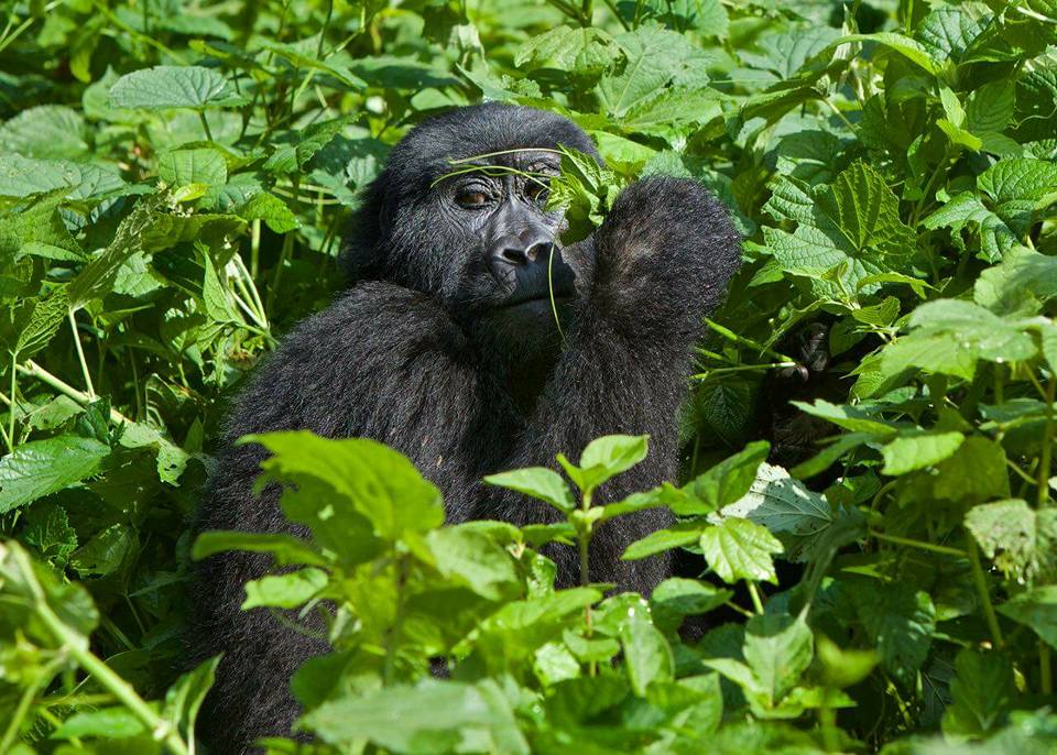 Mountain gorillas Africa, Giant Primates living in forests