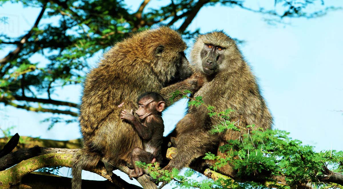 Uganda Olive baboons, vermins Species, primates Safari