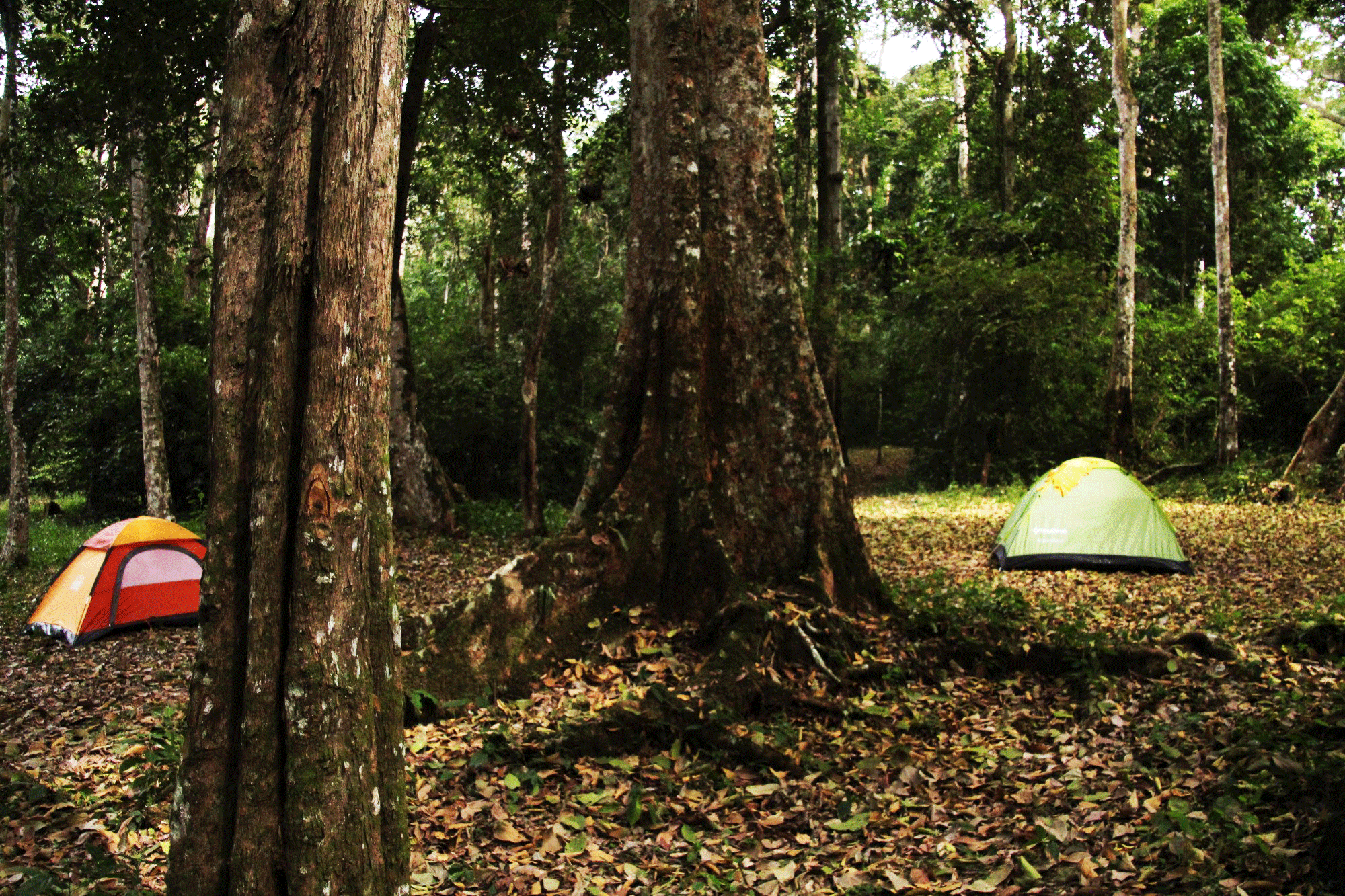 Rabongo Forest Murchison Falls National Park