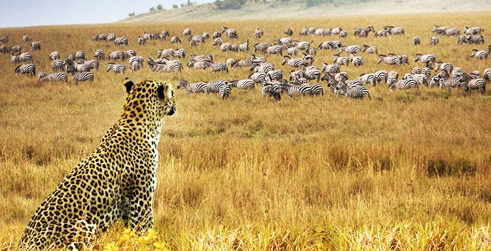 Samburu National Reserve Kenya Safari