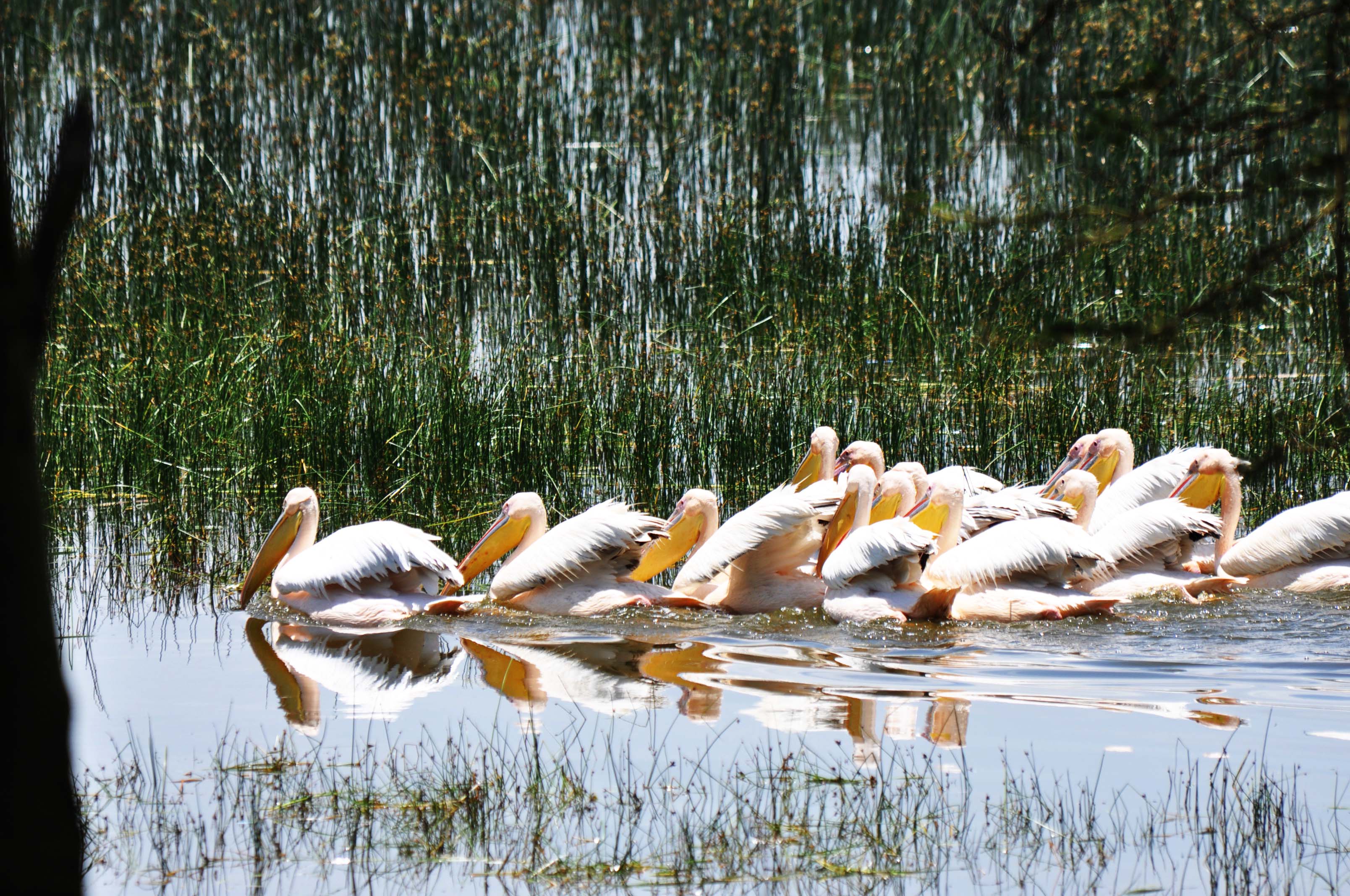 Lake Nakuru Rift Valley Soda Lake Kenya