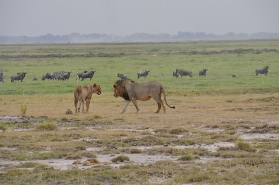 Amboseli National Park, travel Guide Kenya Safari