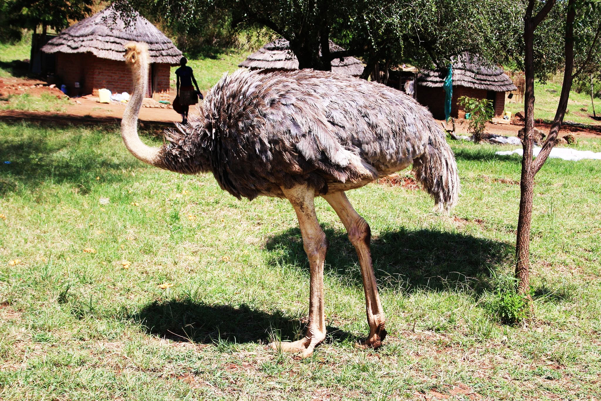 Birding Uganda Safari