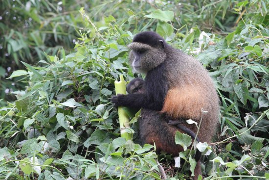 Golden Monkey tracking Safari