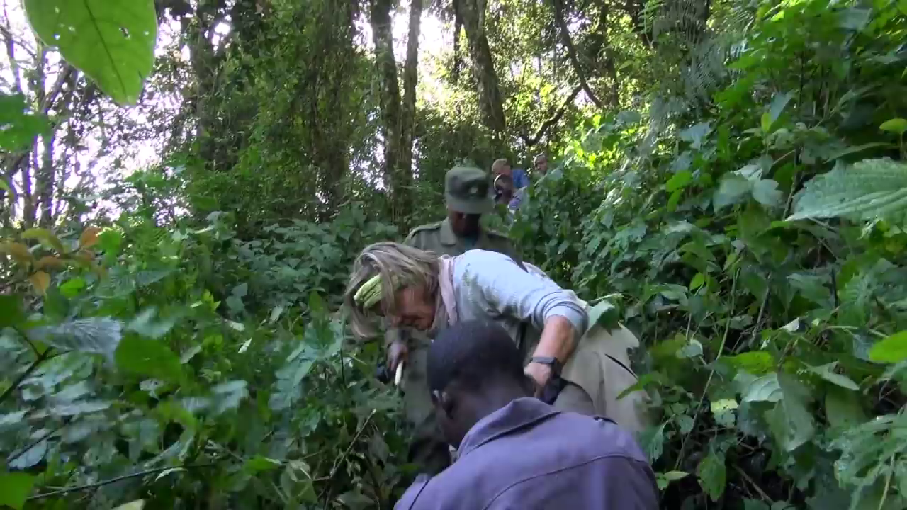 Is it safe to track Gorillas in Uganda or Rwanda or Congo?