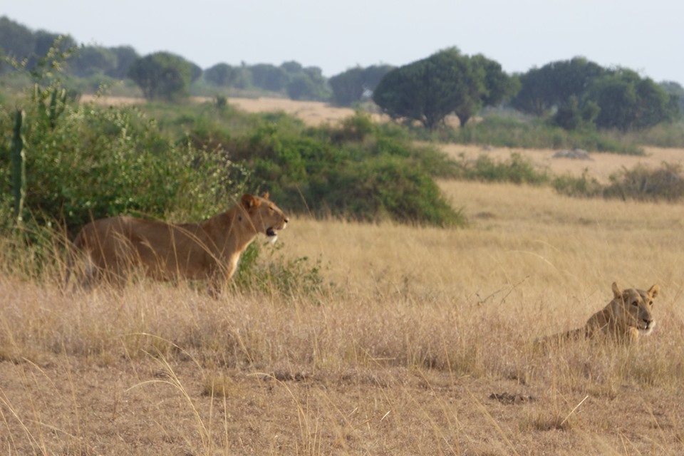 10 days Uganda Safari with Primates